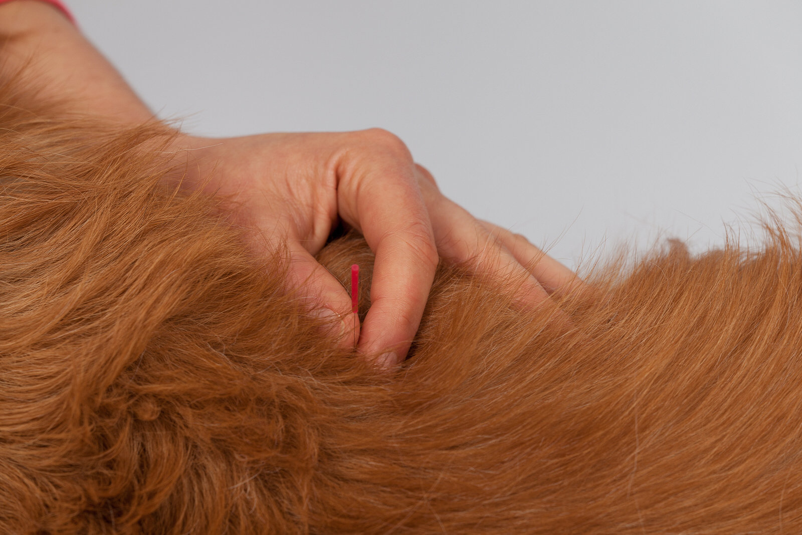Akupunktur beim Hund 4